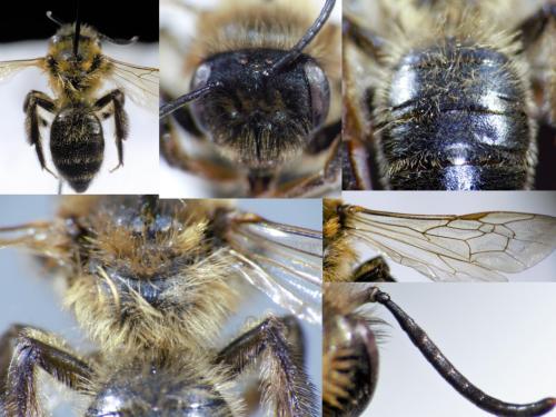 Andrena (scotica-trimmerana)